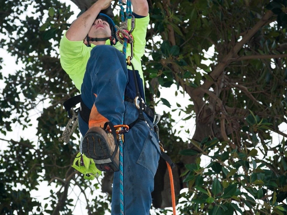 Qualified arborist working in a mature tree during a property survey in Greater Manchester