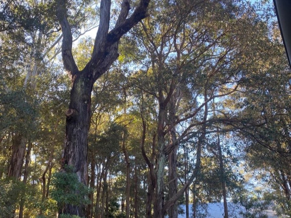 Mature trees in Greater Manchester parkland with a property visible in the background